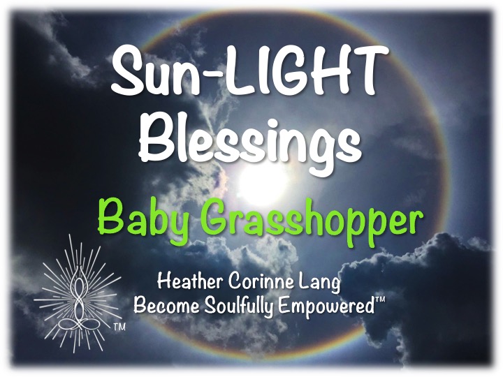 Sun-LIGHT Blessings ~ Baby Grasshopper